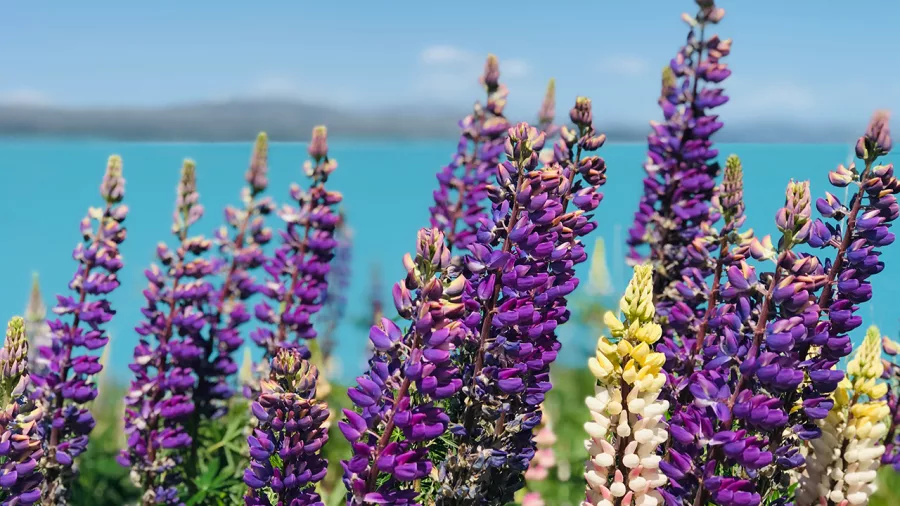 Bright purple and pink lupins in full bloom by the turquoise waters of Lake Tekapo