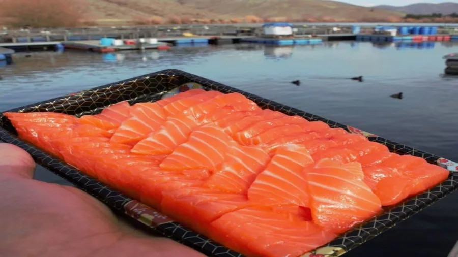 Tray of fresh salmon sashimi served at a salmon farm in Twizel, New Zealand