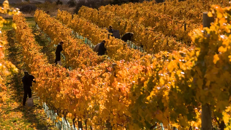 Vineyard workers harvesting grapes among golden autumn leaves in Gibbston Valley.