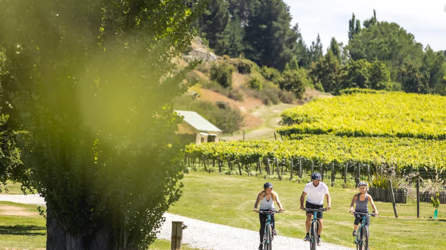 Three people cycling on a gravel path through lush vineyards in Gibbston Valley on a sunny day.