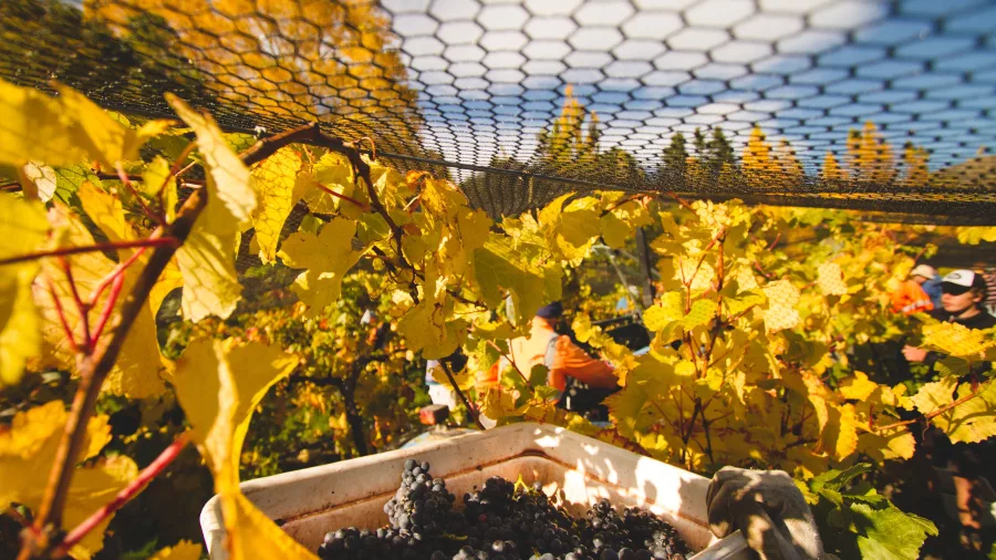 Harvesting ripe grapes under protective bird netting during autumn in a Gibbston Valley vineyard.