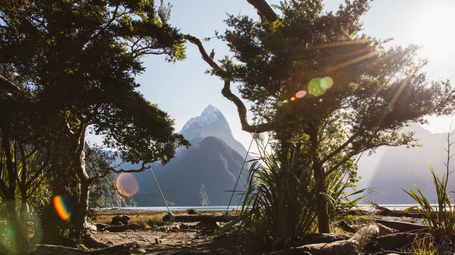 Scenic swing at Milford Sound foreshore with view of Mitre Peak through trees