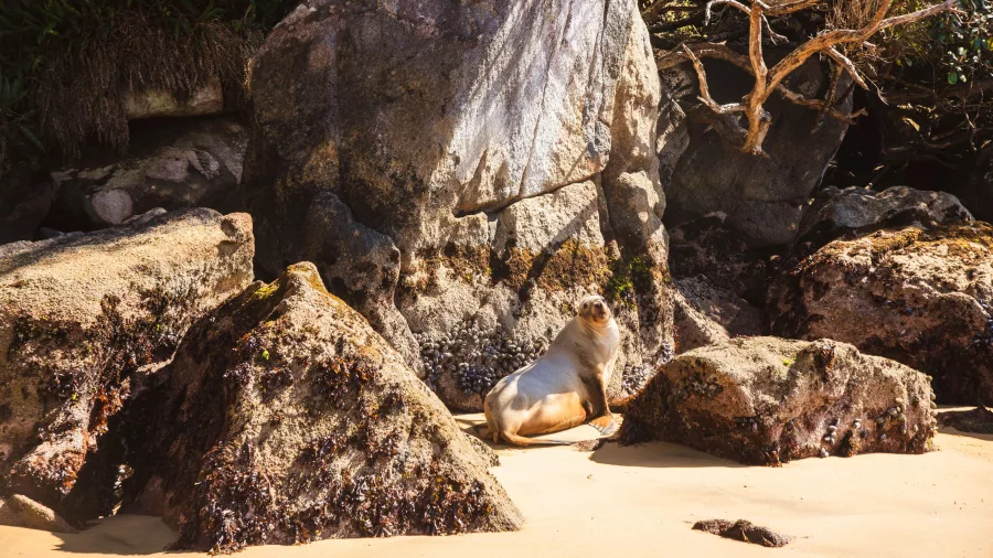 New Zealand sea lion resting on rocks at the beach on Stewart Island
