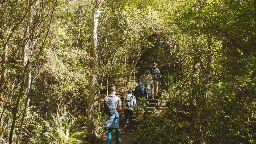 Group of people walking through lush forest track on Ulva Island