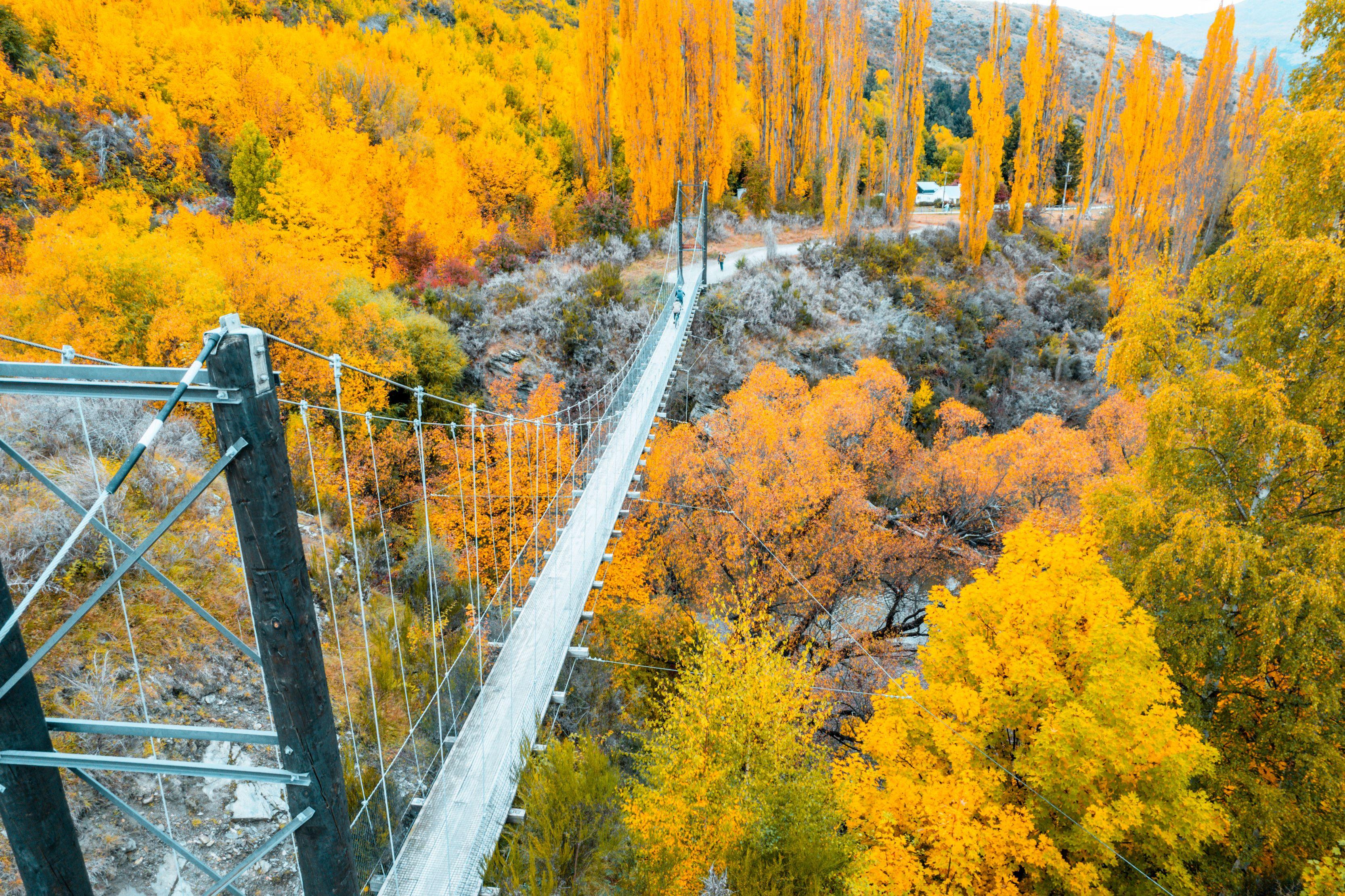 Suspension bridge surrounded by golden trees in Central Otago during autumn