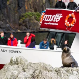 Sea lion resting on a rock in front of Encounter cruise boat in Milford Sound
