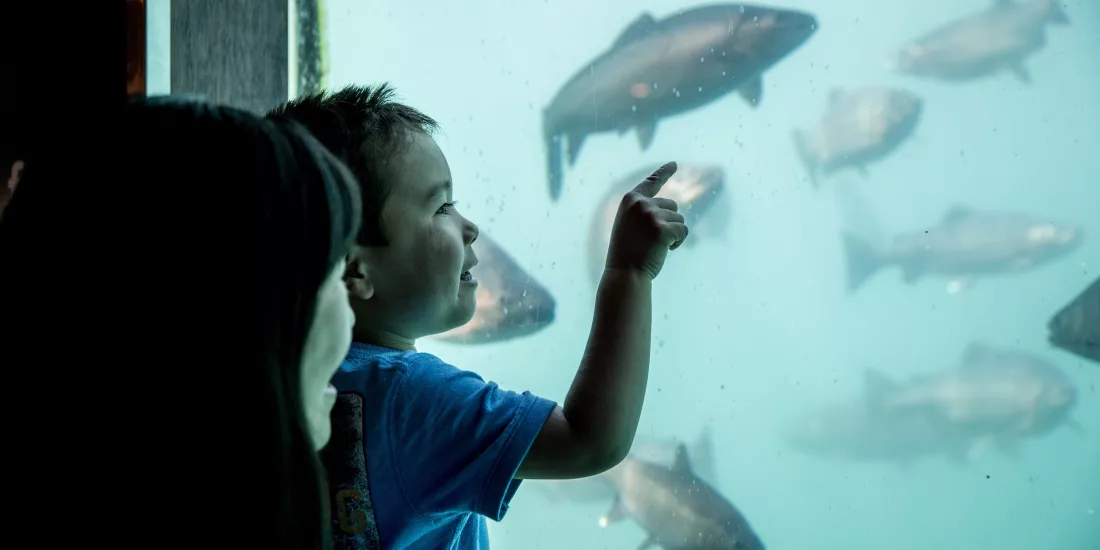 Child and mother watching live fish through underwater window at Time Tripper