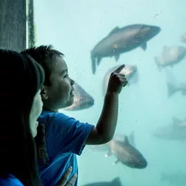 Child and mother watching live fish through underwater window at Time Tripper