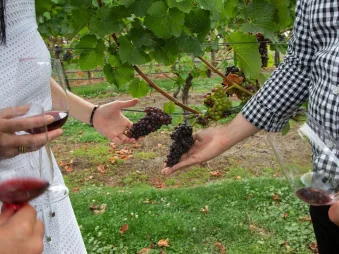 Guests tasting red wine and inspecting grapes on the vine at Kinross