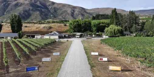 Entrance to Kinross Winery with vineyard rows in Gibbston Valley, Central Otago