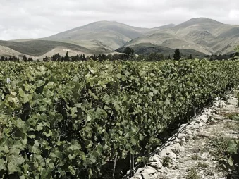 Rows of Valli vineyard vines growing in Central Otago with mountain backdrop