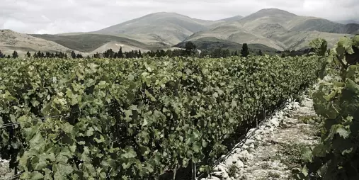 Rows of Valli vineyard vines growing in Central Otago with mountain backdrop