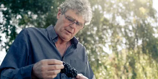Winemaker Grant Taylor inspecting Pinot Noir grapes at Valli Vineyard