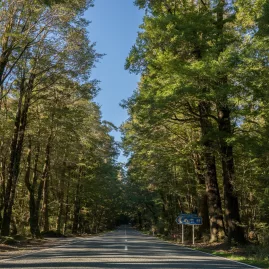 Scenic drive through native beech forest on Milford Road in Fiordland National Park