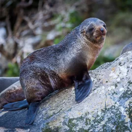 New Zealand fur seal resting on a rock in Milford Sound