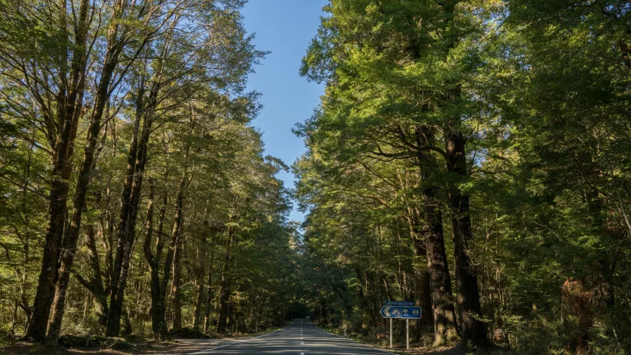 Scenic drive through native beech forest on Milford Road in Fiordland National Park