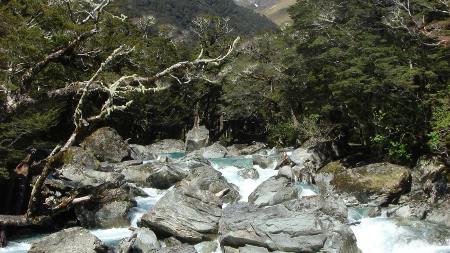 Turquoise rapids flowing beneath beech forest on the Routeburn Track