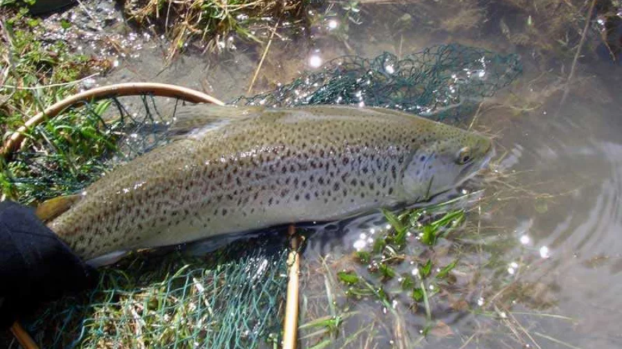 Brown trout in a net during a Queenstown fly fishing tour