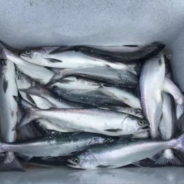 Fresh salmon catch stored in a boat cooler on Lake Wakatipu