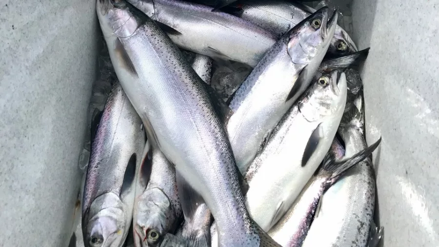 Freshly caught salmon filling a cooler after a day on Lake Wakatipu