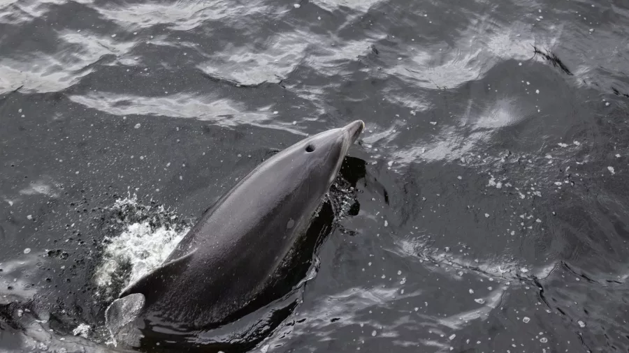 Close-up of a dusky dolphin surfacing in Doubtful Sound