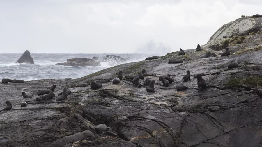 Group of fur seals lounging and moving about on rugged coastal rocks in Doubtful Sound