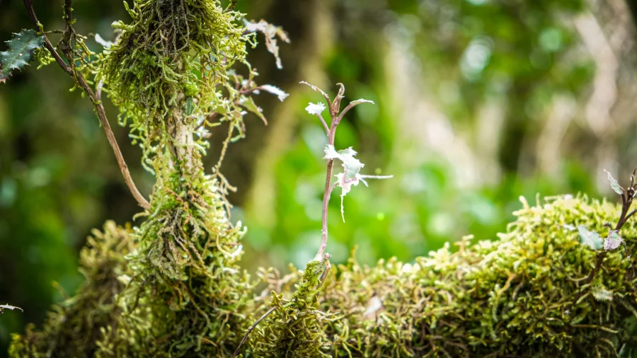 Moss-covered branch with a small flowering native orchid in Fiordland forest