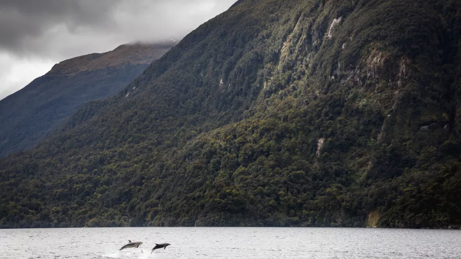 Two dusky dolphins leaping out of the water near a forested Fiordland coastline