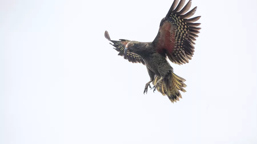 Kea parrot mid-flight with wings spread wide showing red underwings