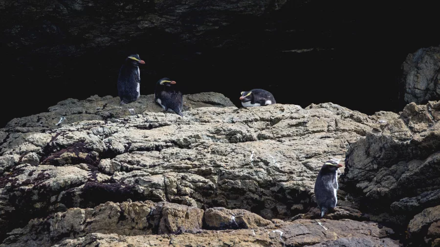 Group of Fiordland crested penguins resting on coastal rocks near a cave