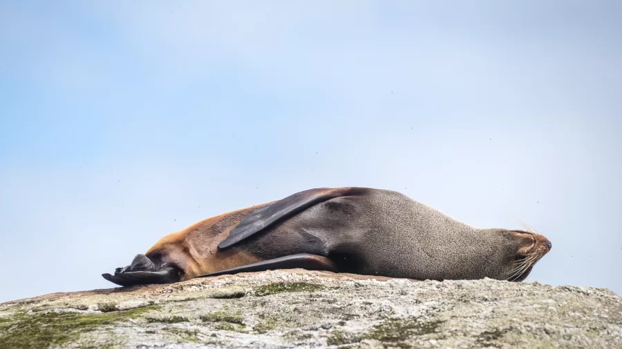 A fur seal stretched out asleep on a sun-warmed rock in Doubtful Sound