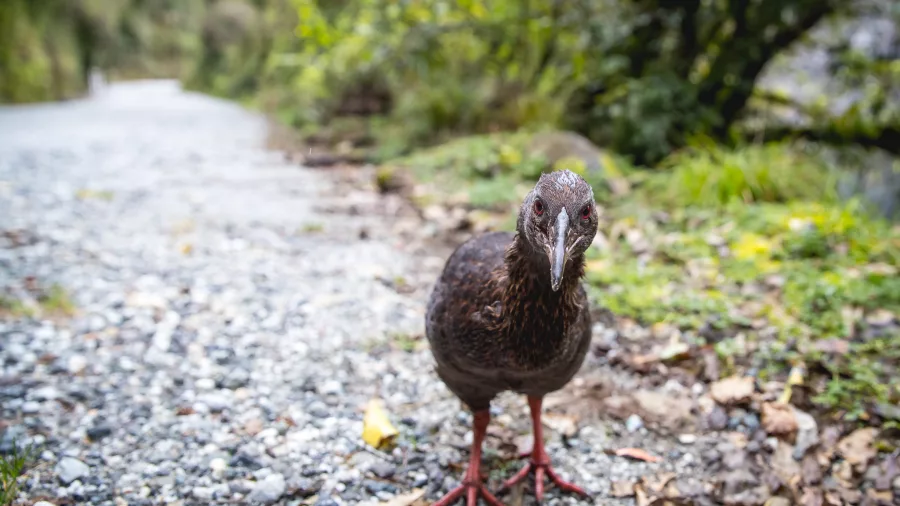Curious weka standing on a gravel walking track in native New Zealand bush
