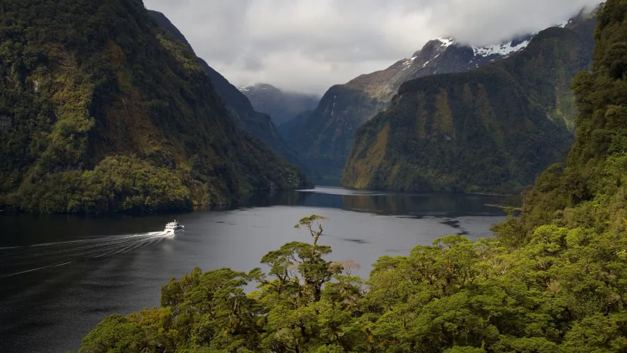 Patea Explorer cruise boat sailing through Doubtful Sound surrounded by lush Fiordland forest