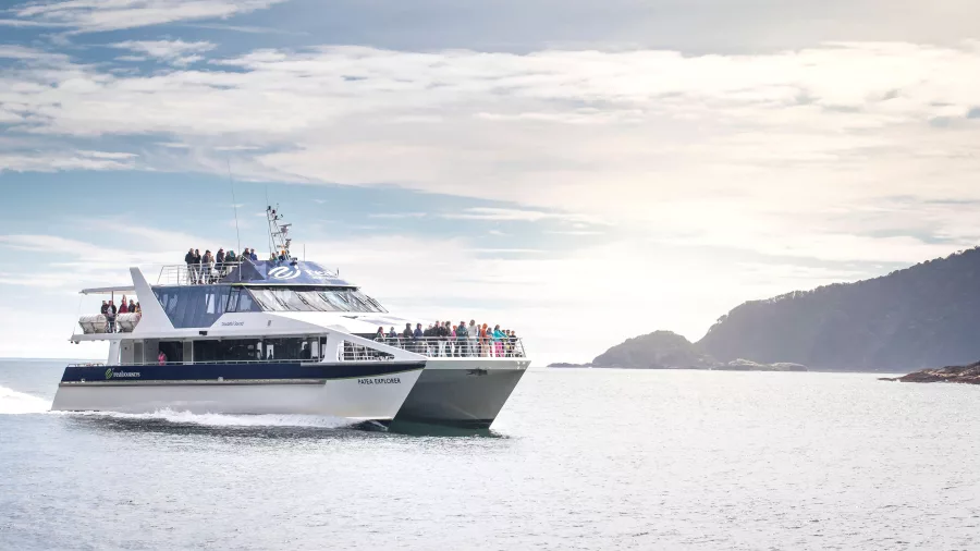 Patea Explorer catamaran cruising through open water with soft light and rugged coast in the distance