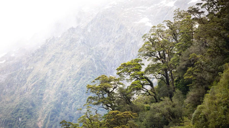 Sunlit southern beech trees on steep mountain slopes in Fiordland National Park