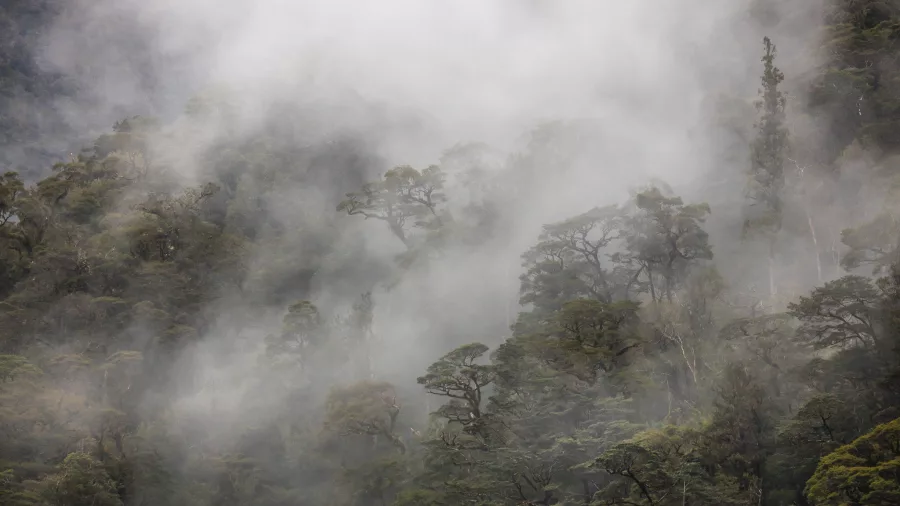 Mist swirling through native forest in Fiordland National Park