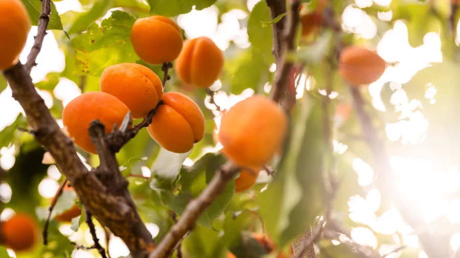Close-up of ripe orange apricots growing on a tree branch in sunlight