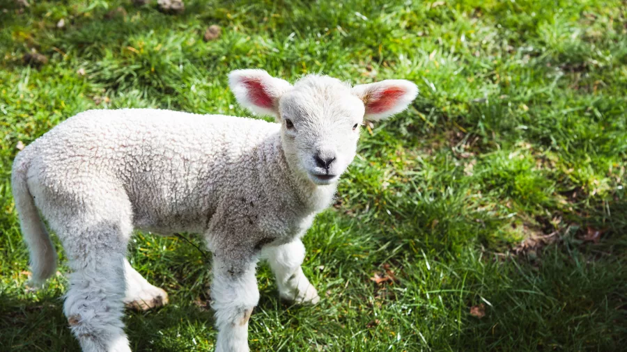 Cute lamb standing on green grass at Walter Peak Farm