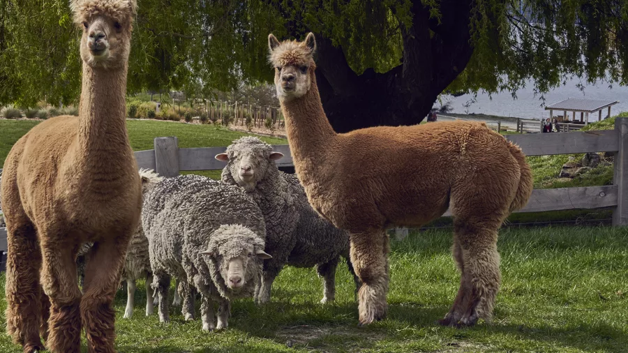 Alpacas and sheep standing together on green pasture