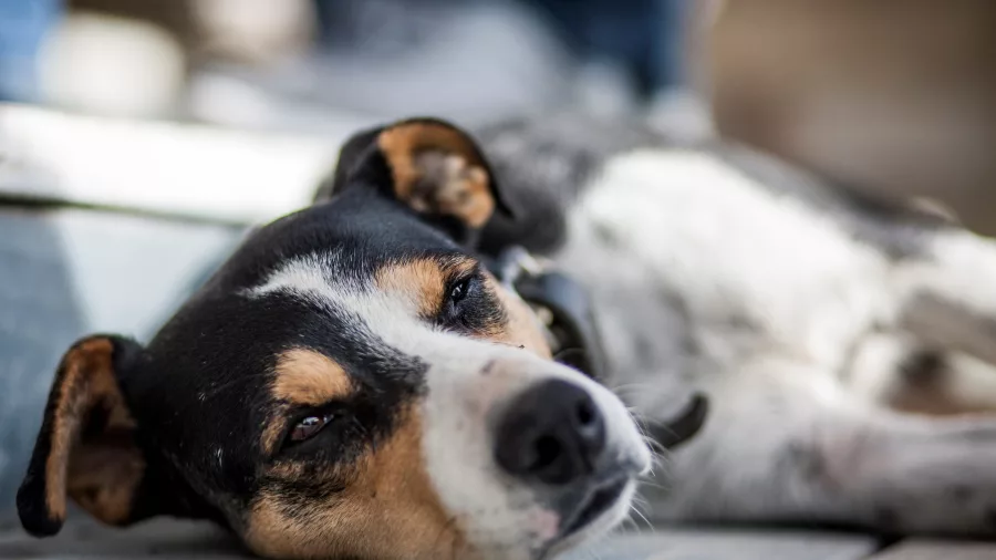 Close-up of a sheepdog resting on a wooden deck after a demo