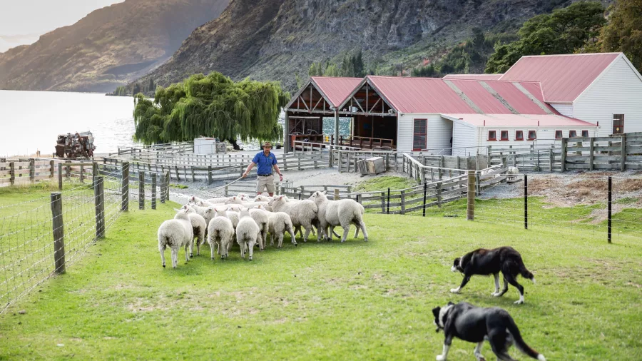 Sheepdog demonstration herding sheep outside the woolshed by the lake