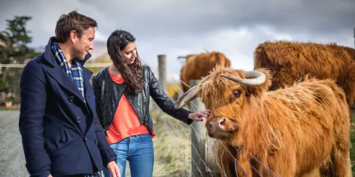 Couple petting Highland cattle at Walter Peak Farm