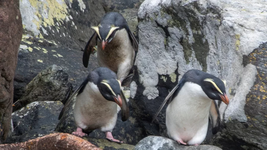Three Fiordland crested penguins among rocks near the shoreline in Fiordland