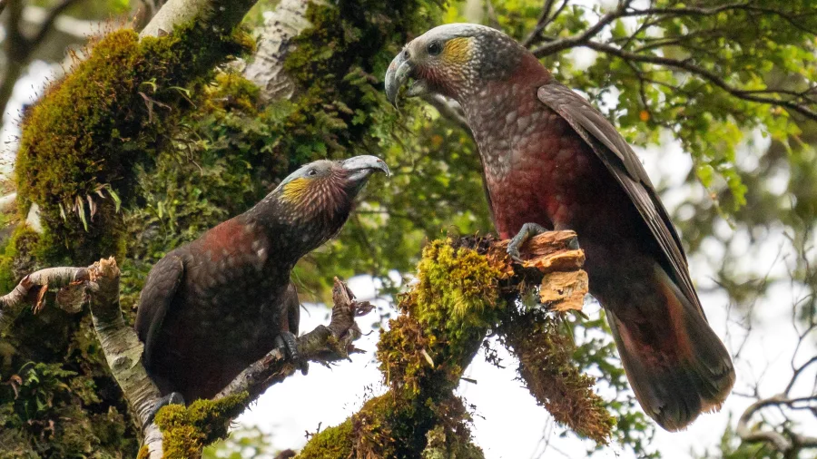 Pair of kākā parrots perched in mossy native forest near Milford Sound