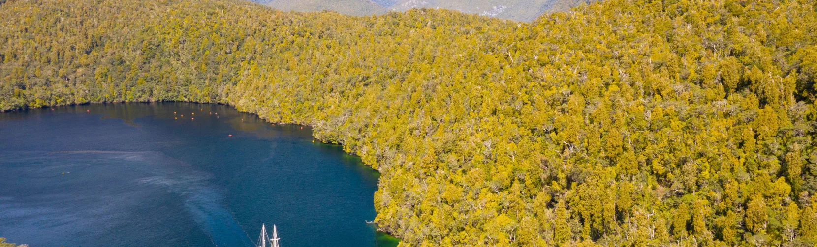 Aerial view of the Milford Wanderer cruising through a lush green inlet surrounded by Fiordland’s mountains