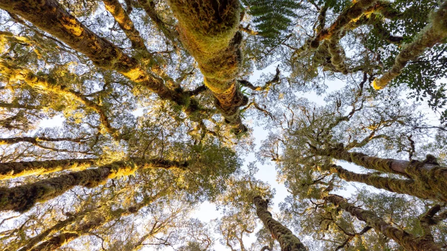 Upward view of moss-covered southern beech trees in Fiordland National Park