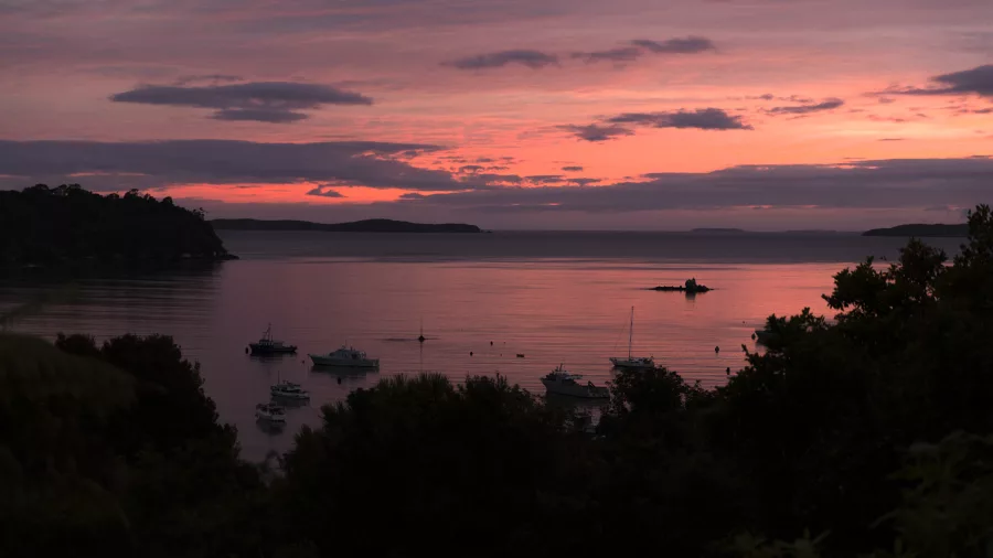 A peaceful coastal scene during sunset on Rakiura Stewart Island, with pink, purple, and orange hues in the sky reflecting on calm water, anchored boats, and tree silhouettes.
