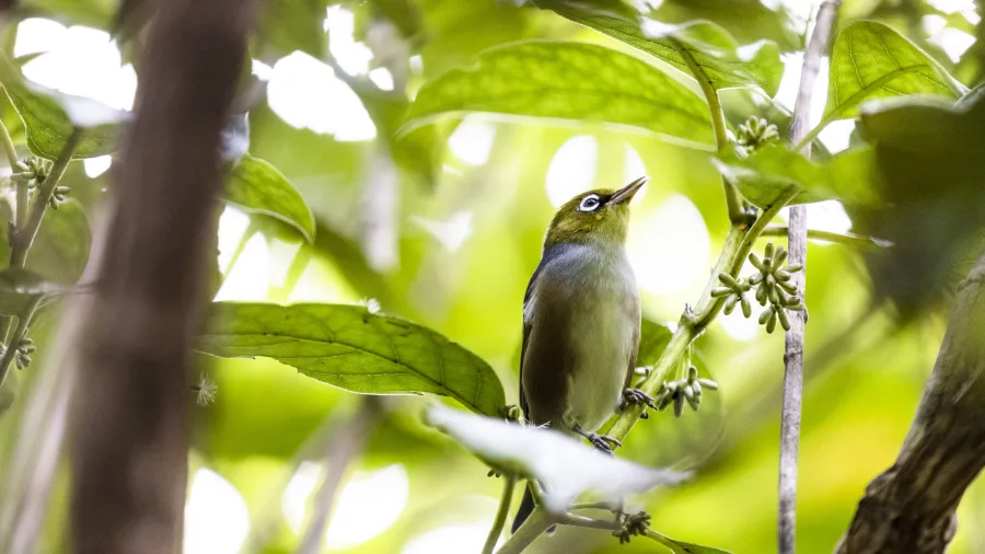 A Tauhou (Silvereye) perched among green leaves on Ulva Island, New Zealand.