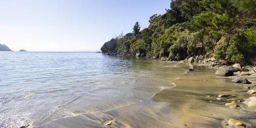 Rakiura stewart island sandy beach coastal bush