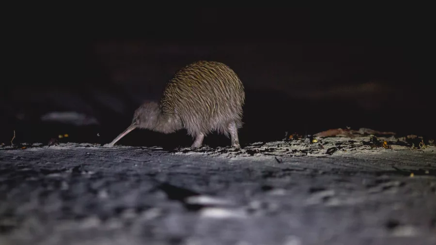 A wild kiwi walking at night during a guided tour on Stewart Island, New Zealand